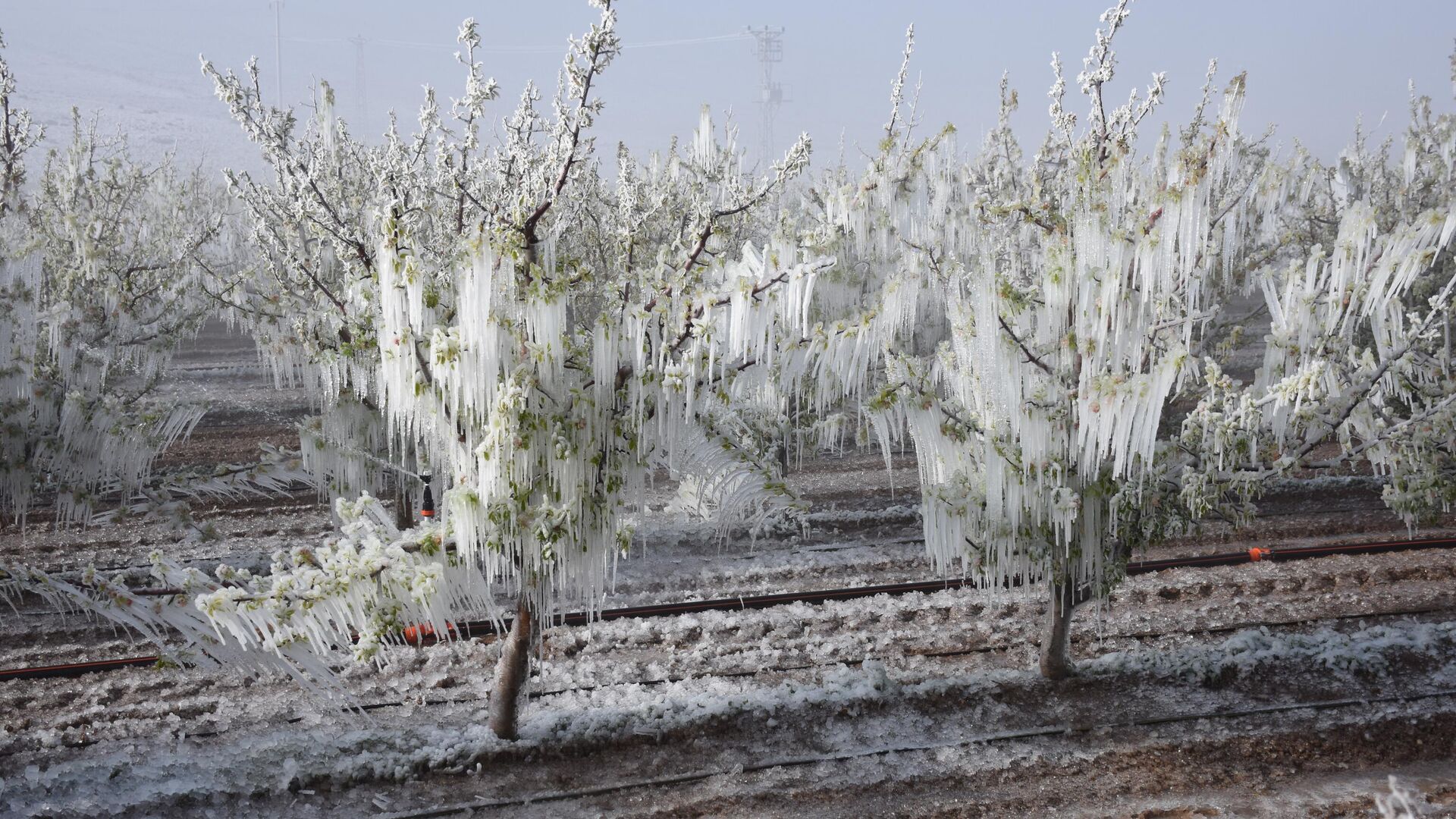 Meteoroloji'den Ankara dahil 20 ile sarı kodlu zirai don uyarısı: Sıcaklıklar 7 derece düşüyor