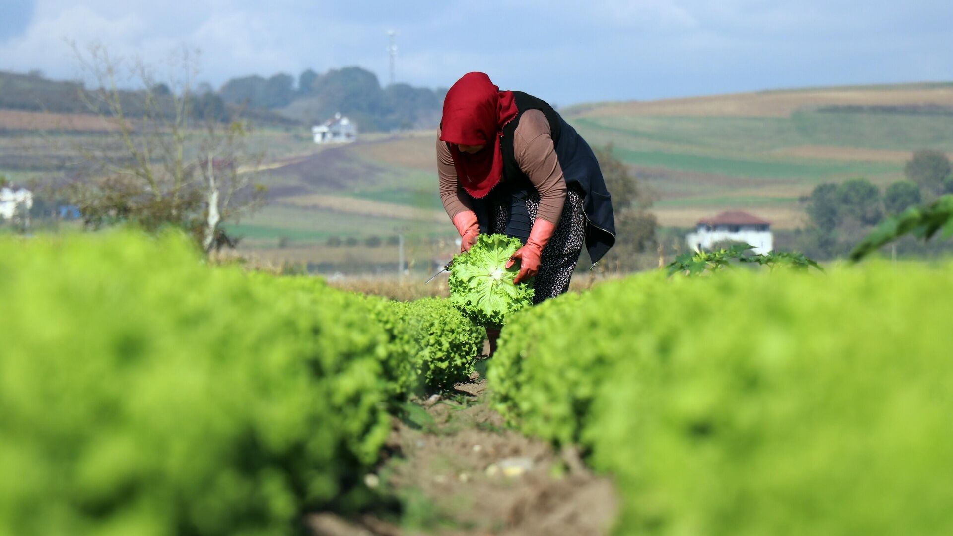 'Kıvırcık marullar koyunlara yem edildi' iddiasına bakanlık yanıt verdi: 'Çarpıtılarak paylaşılmıştır'