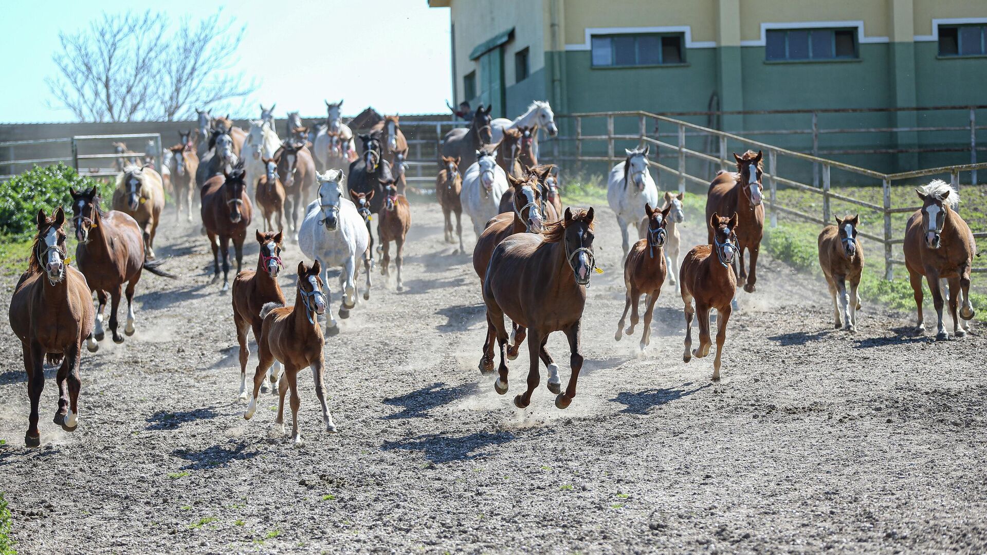 Şampiyonların safkan tayları satılıyor: Tarihler açıklandı