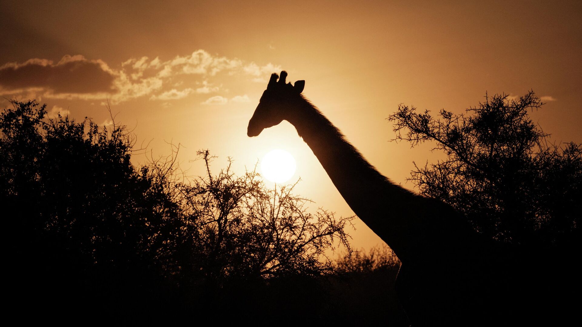 Türkiye’de bir ilk: Zürafa yavrusu doğdu, ismini halk belirleyecek