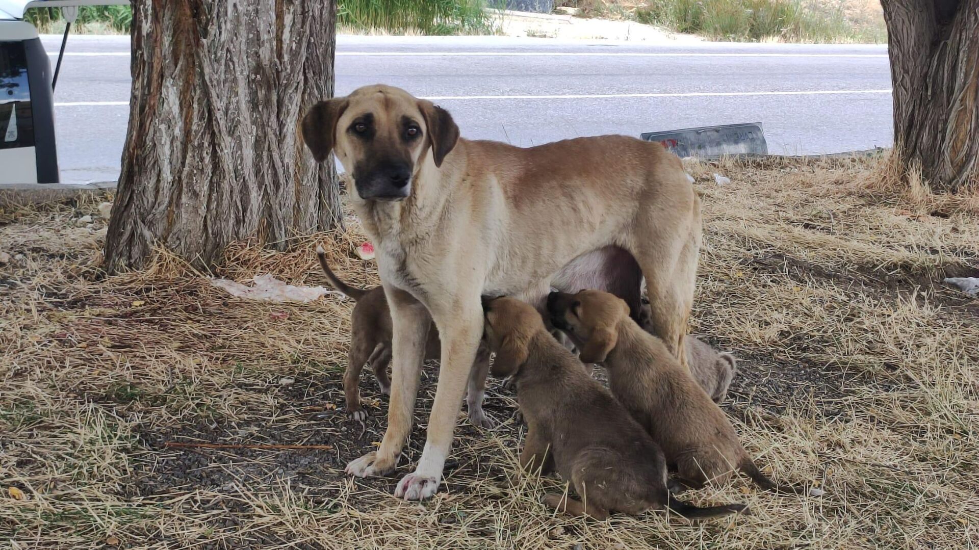İstanbul Valisi Davut Gül: Sokaklarda sahipsiz tek bir köpek bulunmayacak