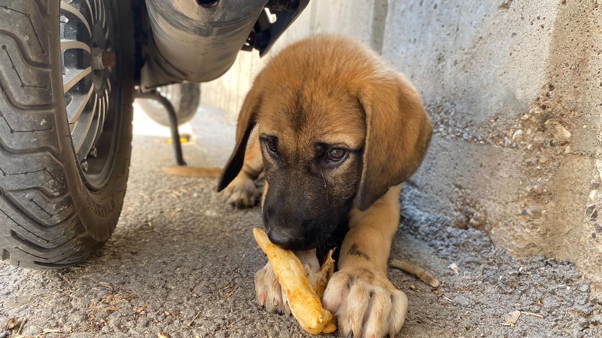 İçişleri Bakanı Çİftçi'den 'sokak köpekleri' açıklaması: Ekim sonuna kadar hepsi toplanacak