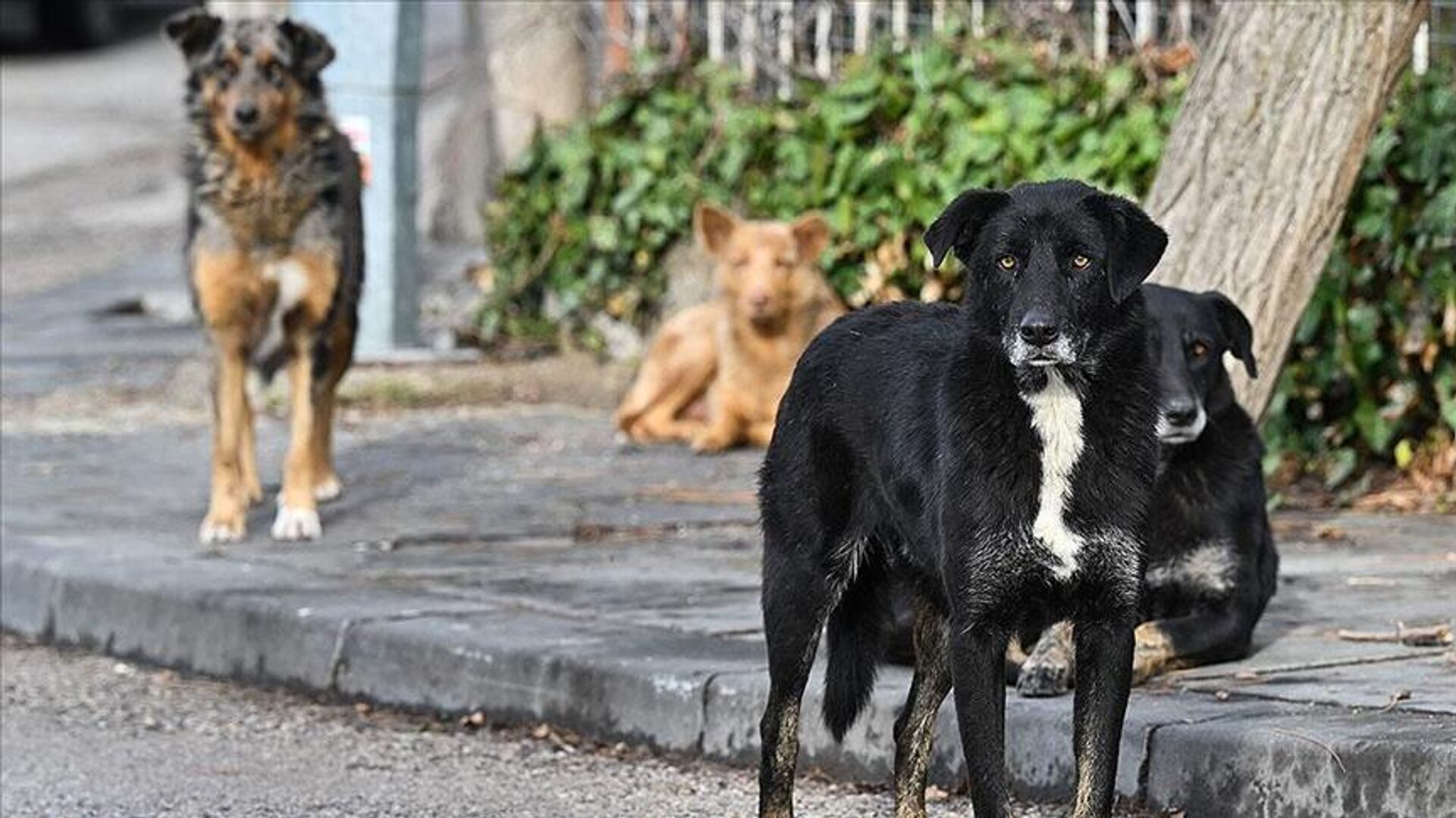 Sahiplendikleri köpekleri sokağa bırakanlara 86 bin lira ceza