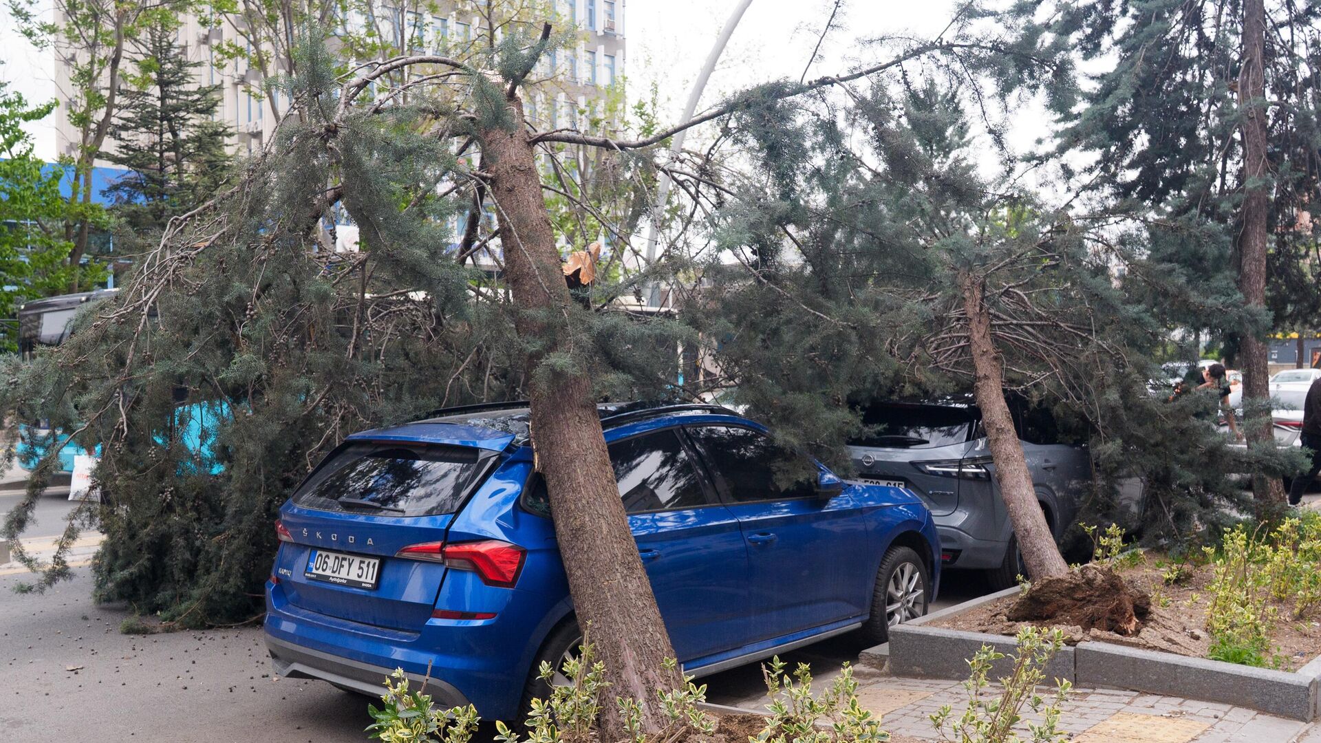 Ankara'da şiddetli rüzgar ağaçları devirdi: 2 araç hasar aldı