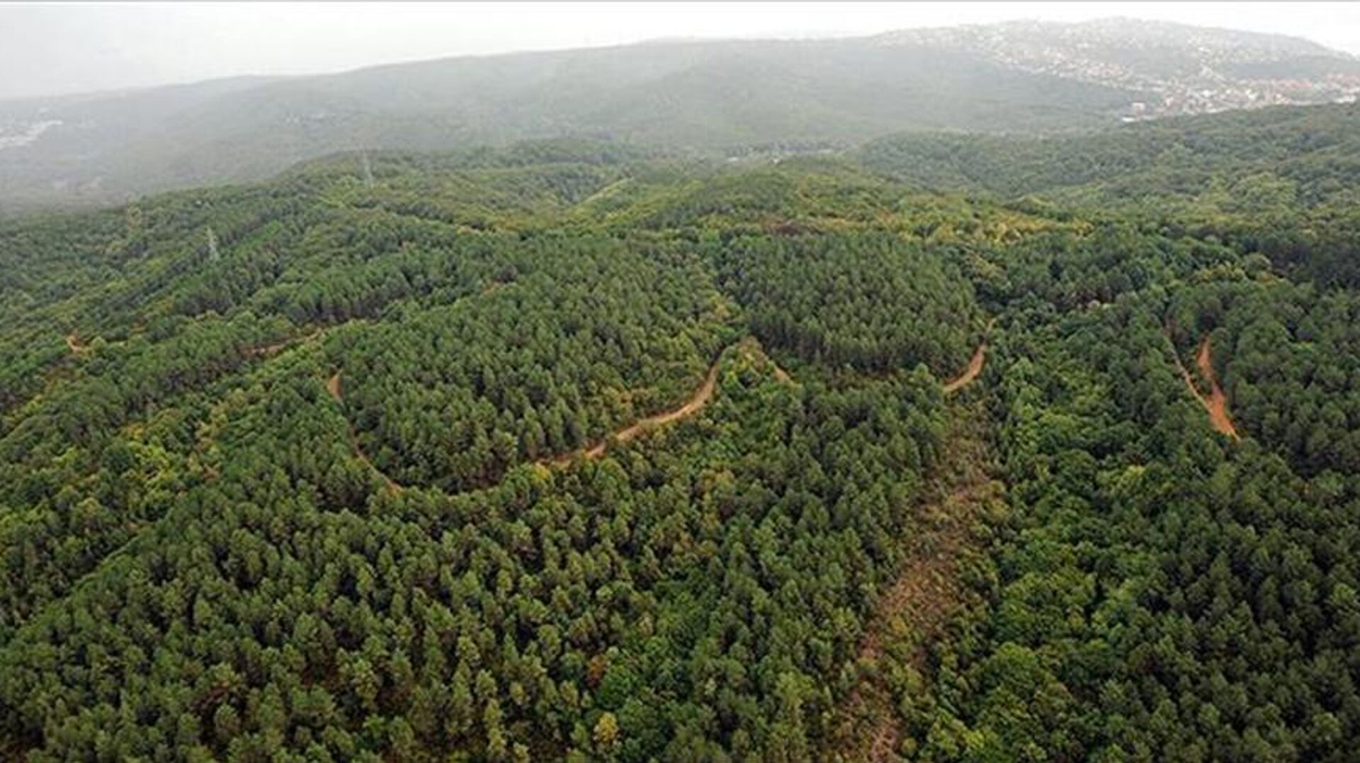 Artvin, Sinop, Muğla dahil 23 ildeki bazı alanlar orman sınırları dışına çıkarıldı