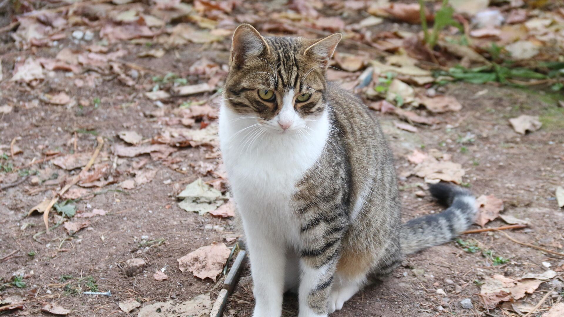 İzmir'de çöp konteynerleri önünde 33 kedi ölü bulundu