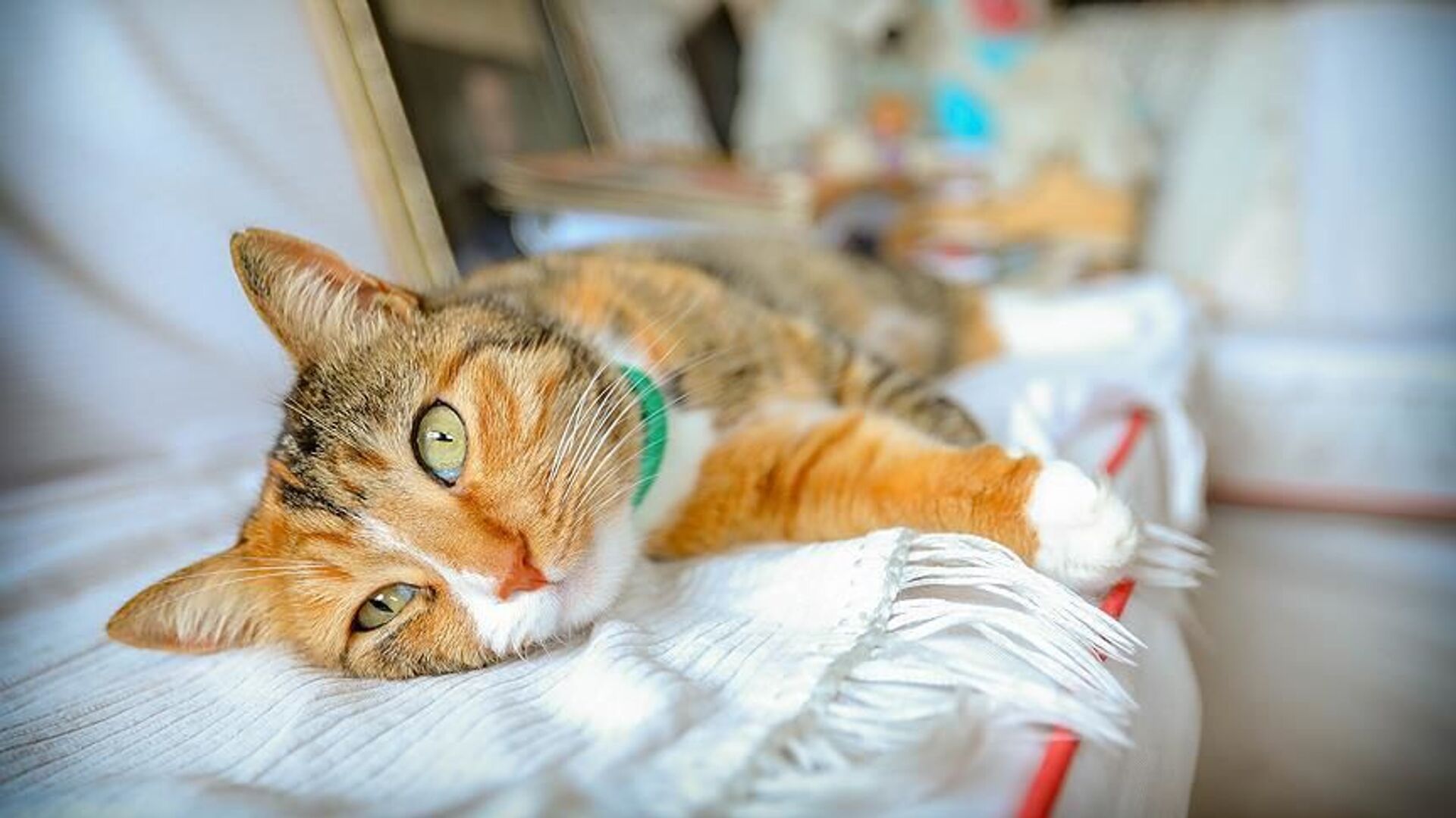 İzmir'de 33 kedi ölü bulunmuştu: Serbest bırakılan veteriner gözaltına alındı