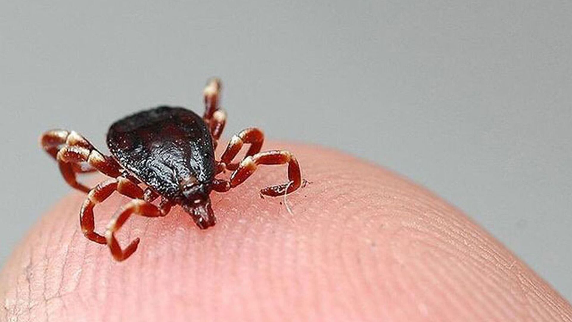 Sivas'ta kene bir can daha aldı