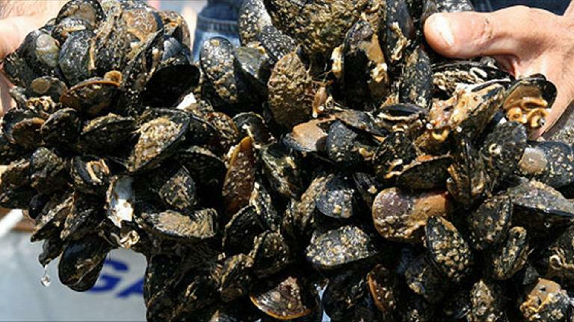 Manisa'da 4 ton bozuk midye ele geçirildi: Ürünler imha edildi
