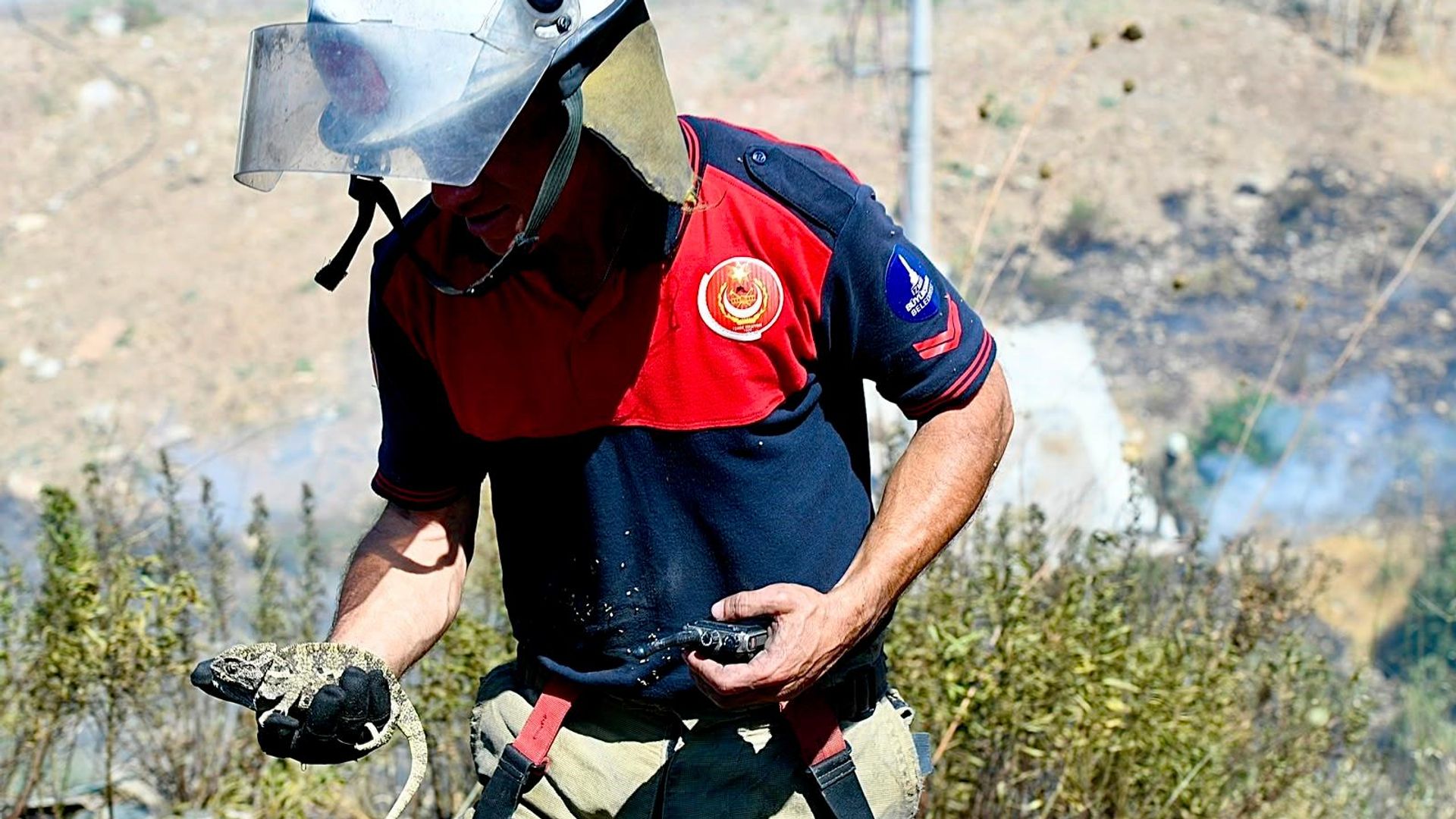 İzmir'de orman yangını çıktı: Bitkin düşen bukalemun kurtarıldı