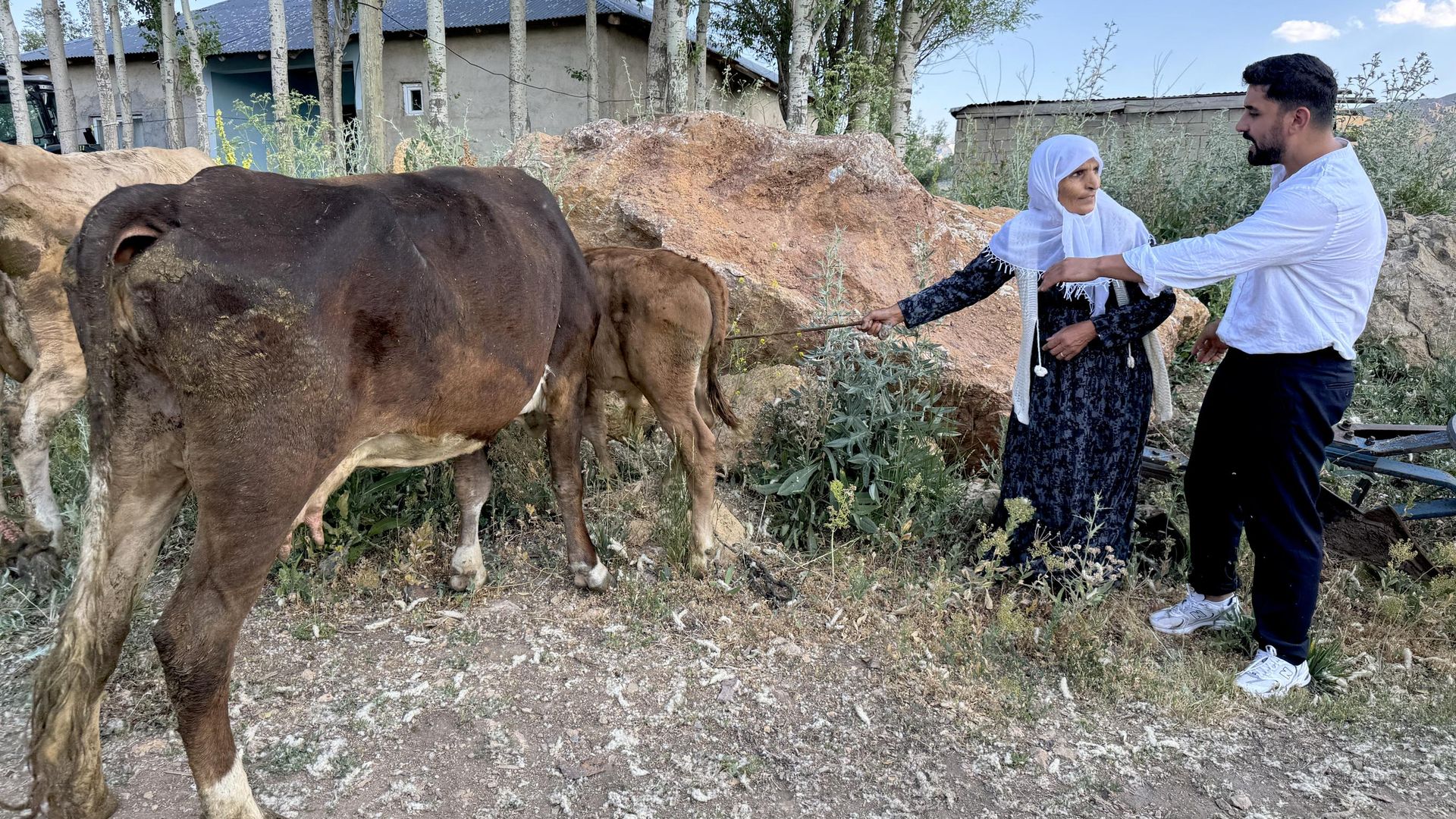 Hakkari'de ineği telef olmuştu: Ayni teyzeye 2 inek ve 2 buzağı verildi