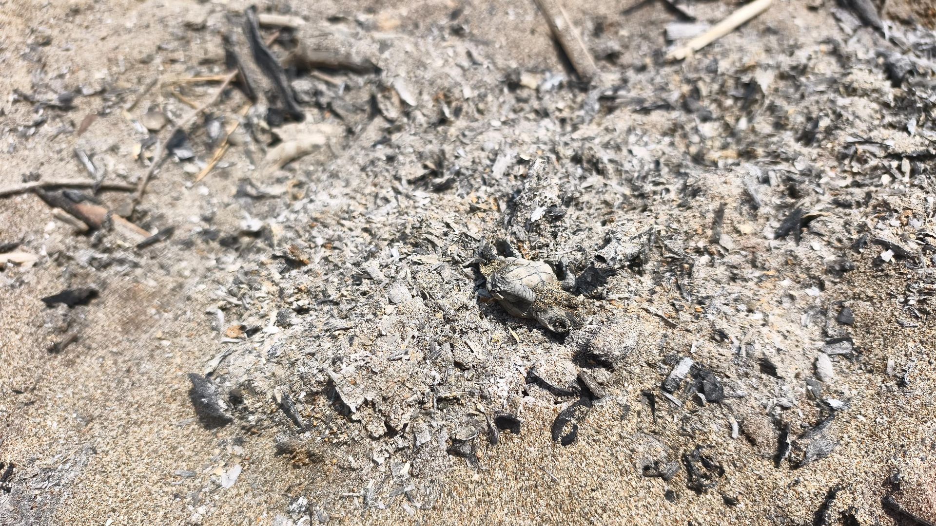 Caretta caretta yavrusu, kumsalda yakılan ateş nedeniyle öldü