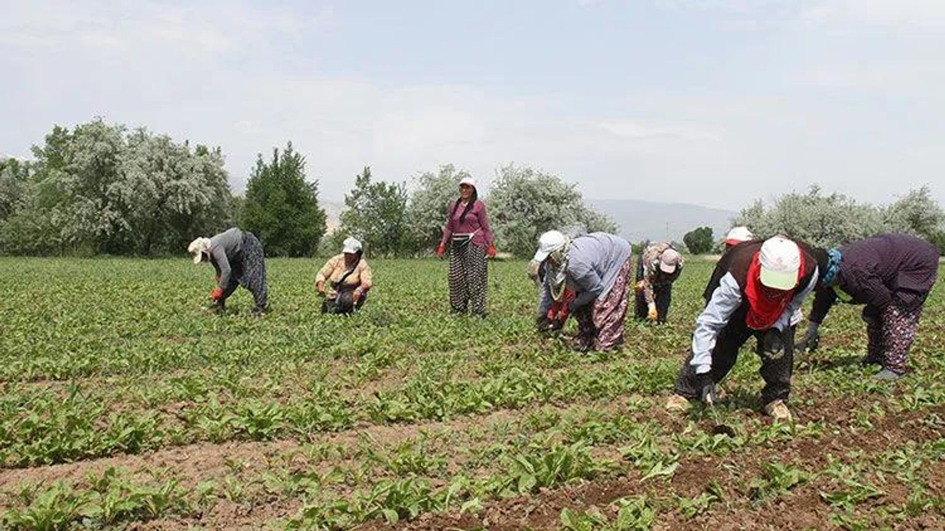 Zonguldak Valiliği açıklama yaptı: Mevsimlik tarım işçilerine saldırı mı oldu?