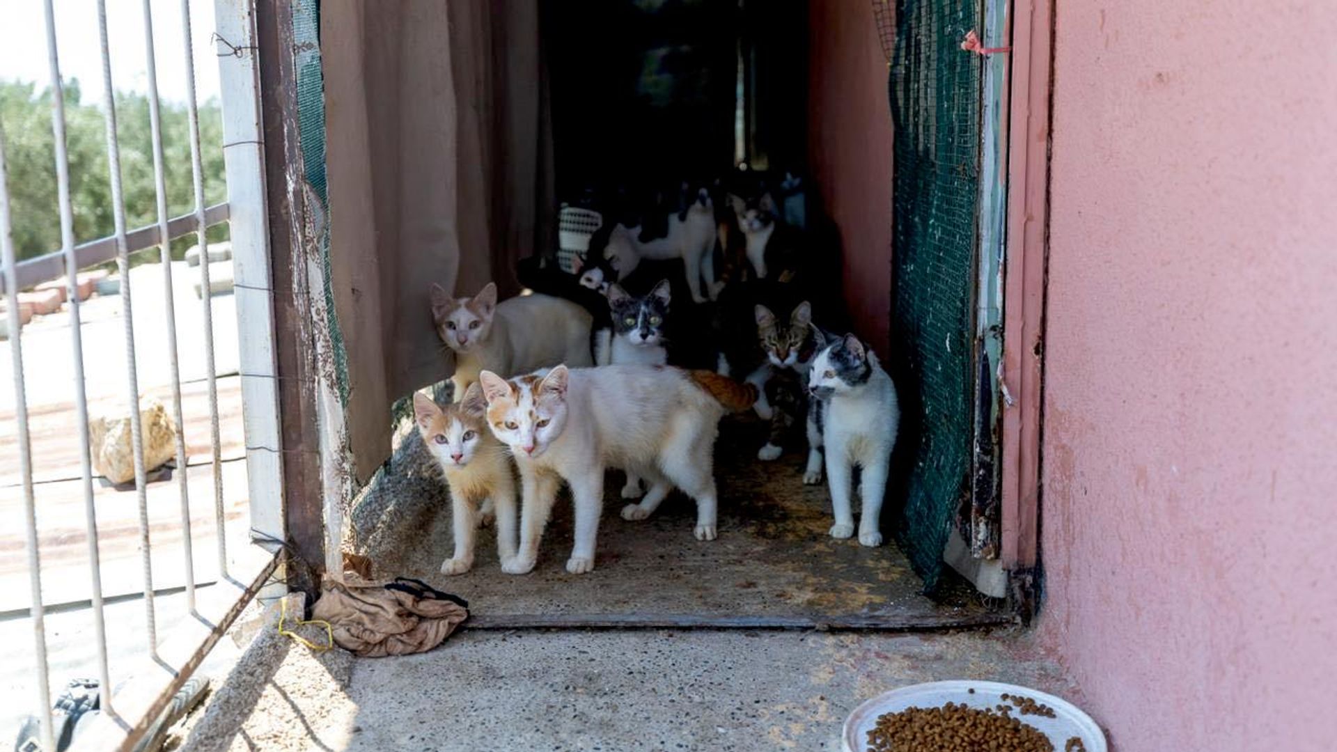 Kötü koku ihbarı yapılan evden yaklaşık 100 kedi çıktı