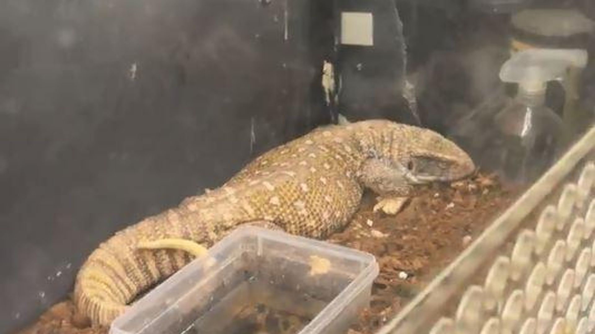 Manisa’da ele geçirildiler: 18 tarantula yavrusu, varanlar ve 40 dev Afrika salyangozu