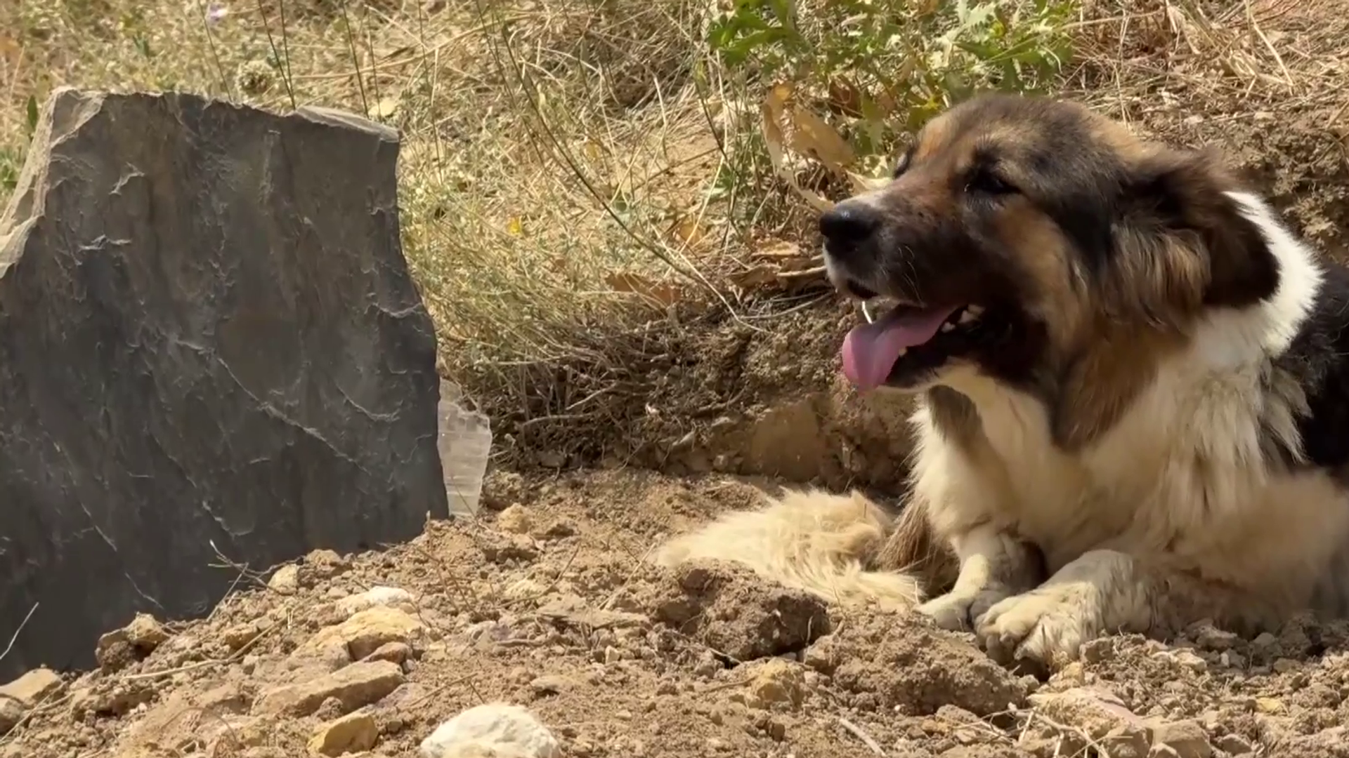 Sinop'ta sahipsiz köpeğin öldürülmesine ilişkin soruşturma başlatıldı