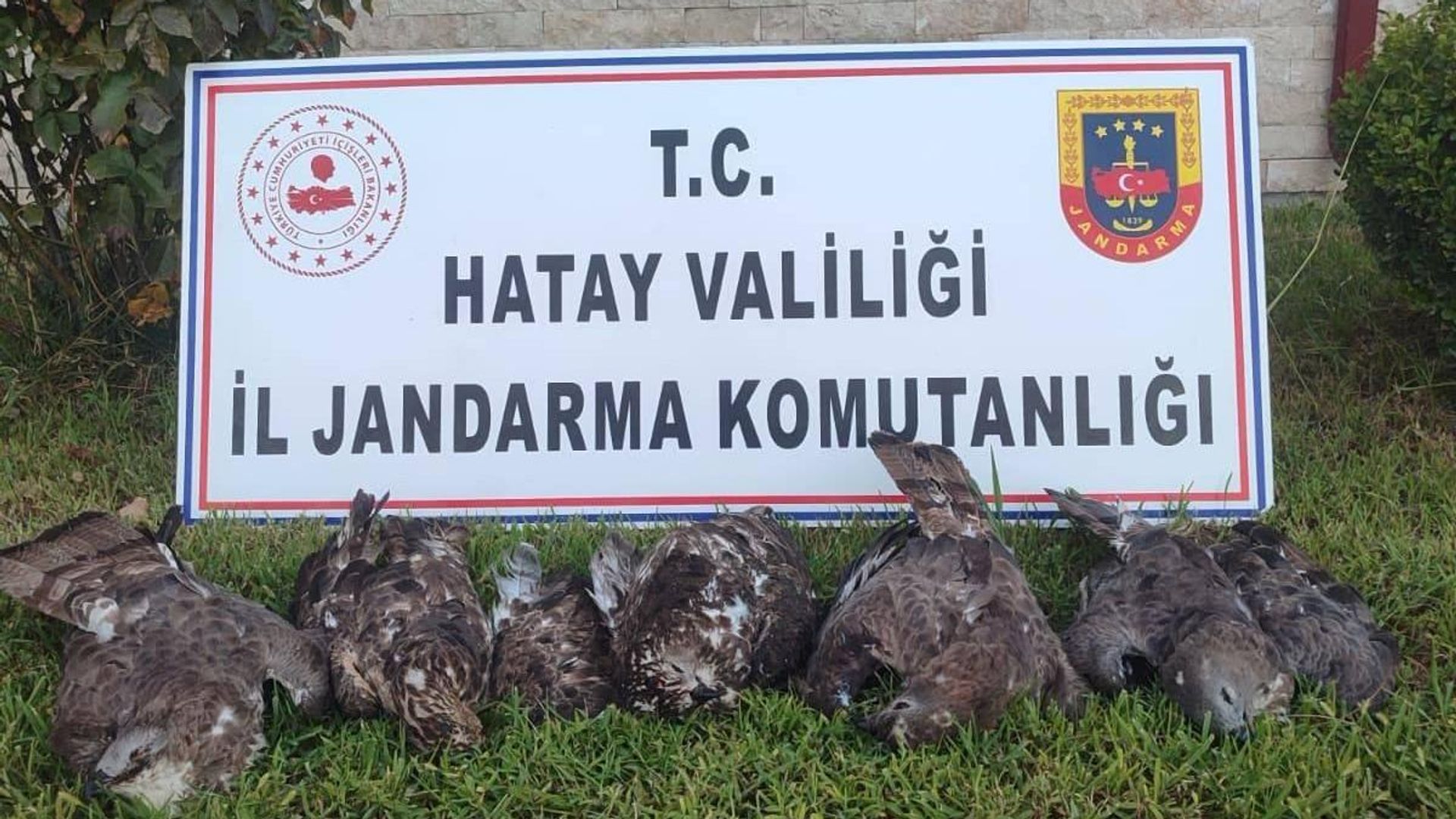 Hatay’da arı şahini avına ağır ceza: 1 milyon 330 bin TL