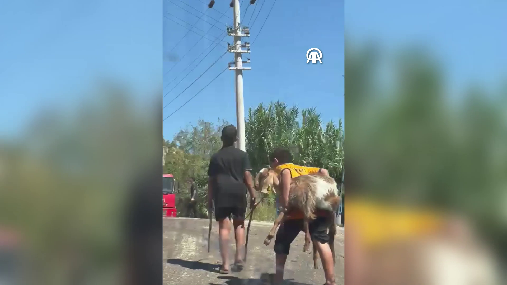 Antalya'da küçük çocuk yangından keçisini sırtında taşıyarak kurtardı