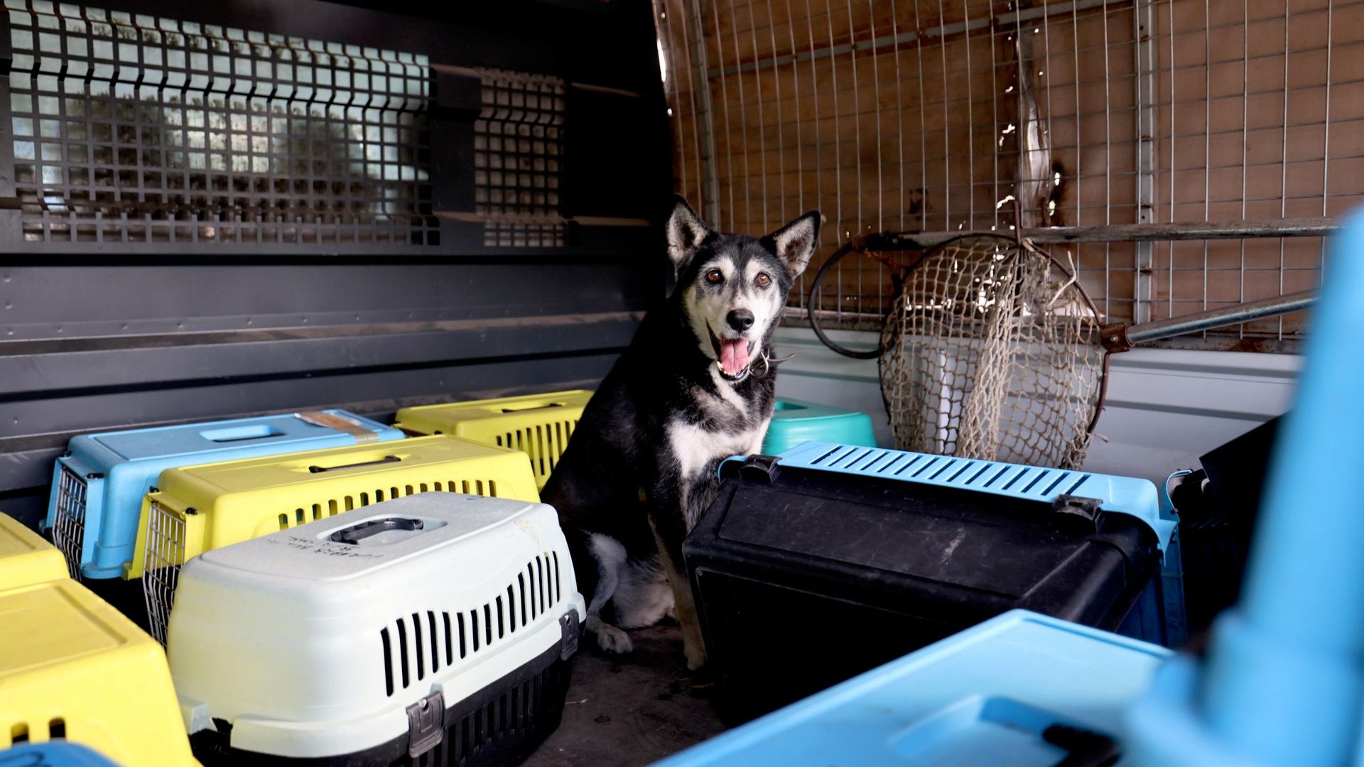 Marmaris'te çöp ev skandalı: Evden bir kamyon çöp, 14 kedi ve 1 köpek çıkarıldı