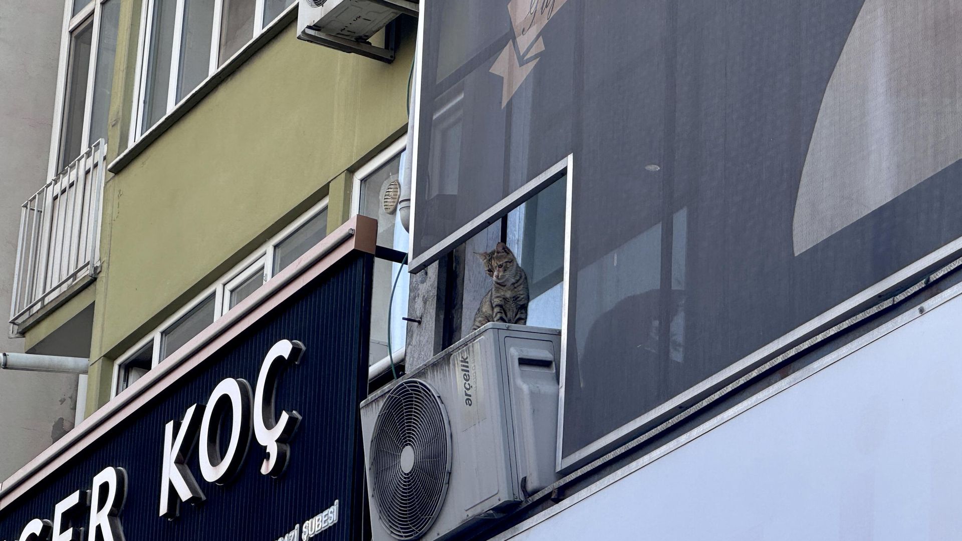 Kediyi kurtarmaya çalışırken 3 metreden düştü: Hayatını kaybetti