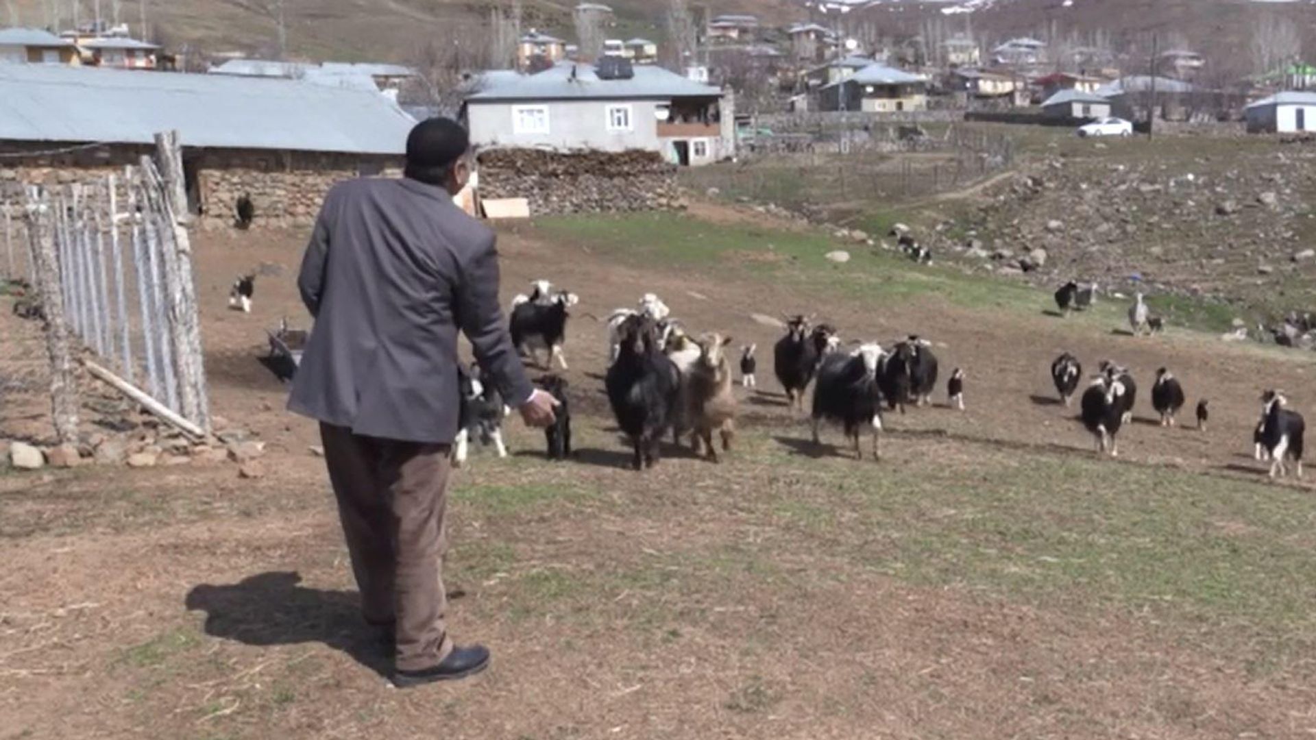 Koyunlara seslenişiyle fenomen olmuştu, 18 yıl sonra yeniden denedi: 'Gelmiyor ya bu da benim değil'