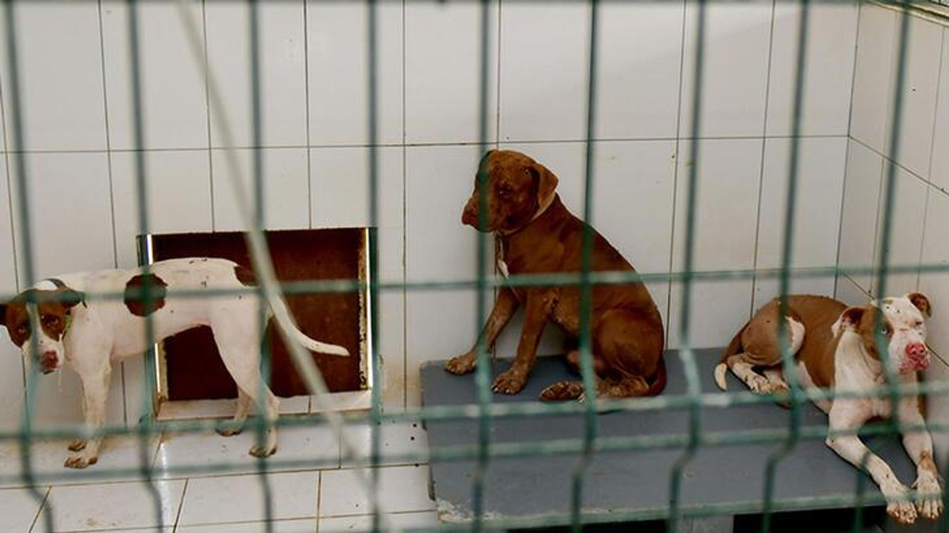 Antalya'da çocuklara saldıran pitbull cinsi köpeğe el konuldu: Sahibine idari yaptırım uygulandı